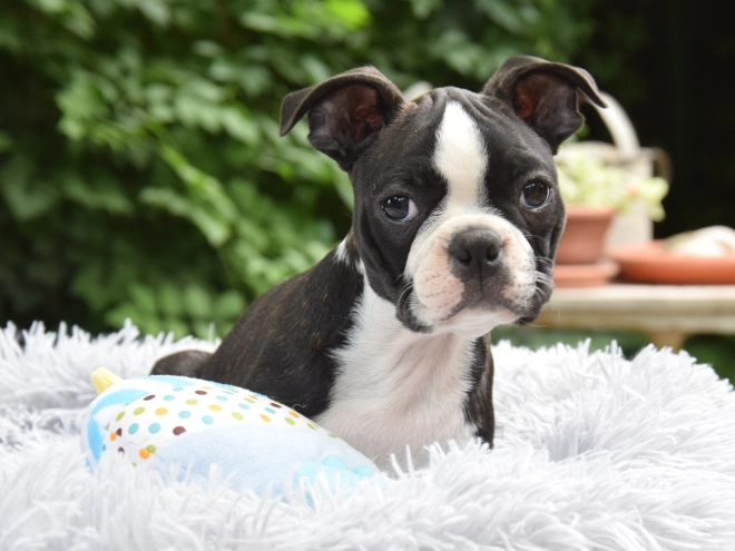 Perros Terrier de Boston en venta