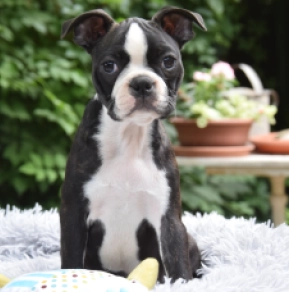 Perros Terrier de Boston en venta