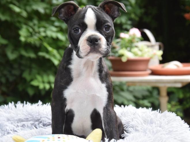 Perros Terrier de Boston en venta