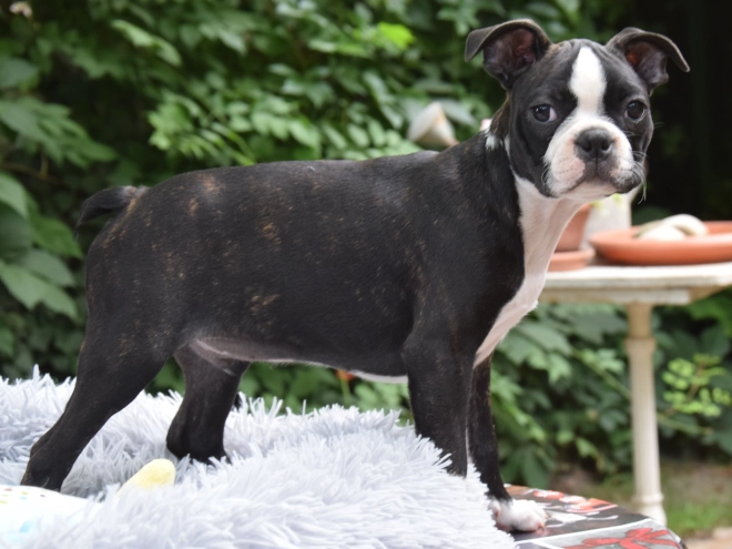 Perros Terrier de Boston en venta