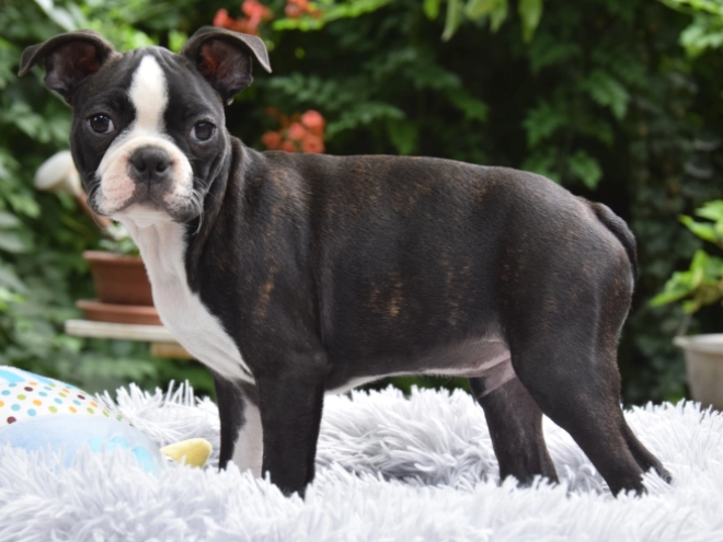 Perros Terrier de Boston en venta