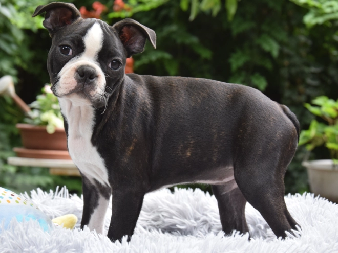 Perros Terrier de Boston en venta
