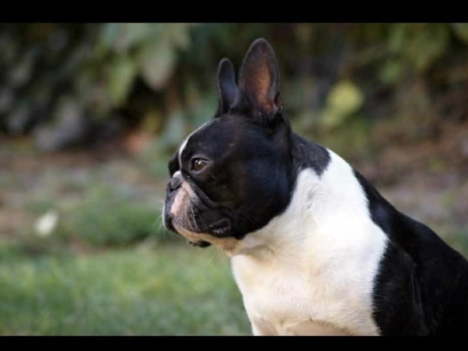 Perros Terrier de Boston en venta