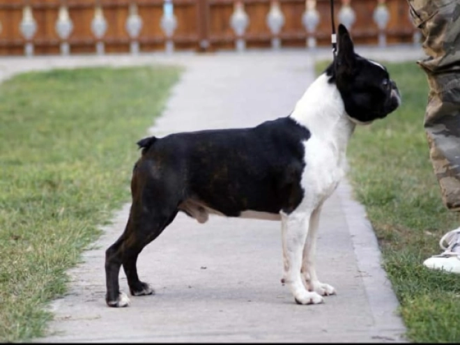 Perros Terrier de Boston en venta