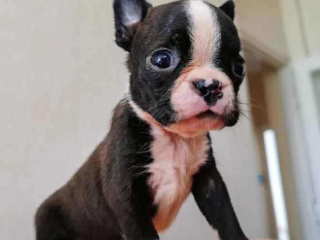 Boston Terrier Welpe kaufen
