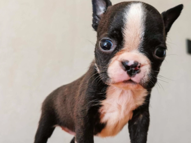 Boston Terrier Welpe kaufen