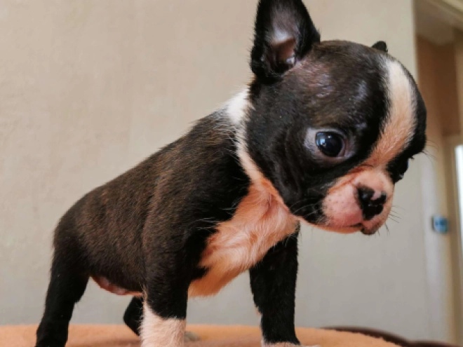 Boston Terrier Welpe kaufen