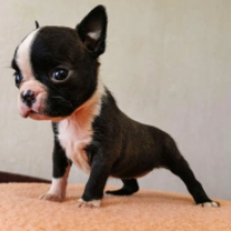 Barbie, brindle and white Boston Terrier Welpen kaufen