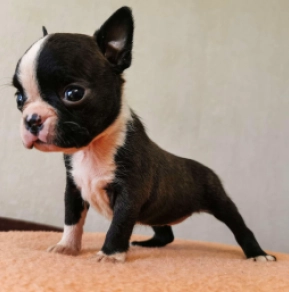 Boston Terrier Welpe kaufen