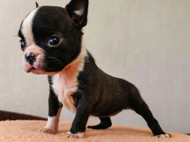 Boston Terrier Welpe kaufen