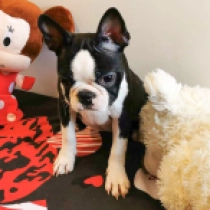 Becky, brindle and white Terrier de Boston en venta