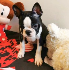 Perros Terrier de Boston en venta