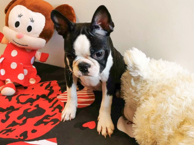 Perros Terrier de Boston en venta