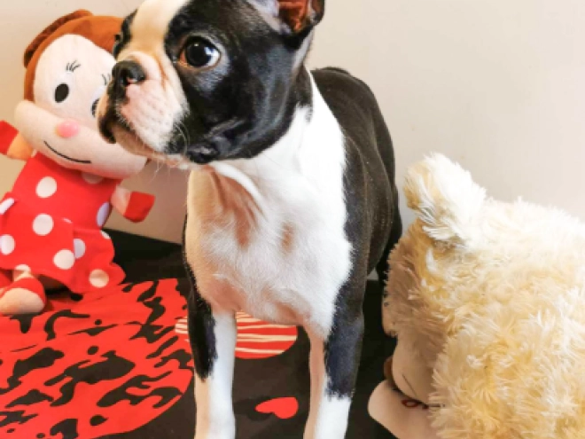 Perros Terrier de Boston en venta