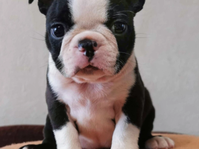 Boston Terrier Welpe kaufen
