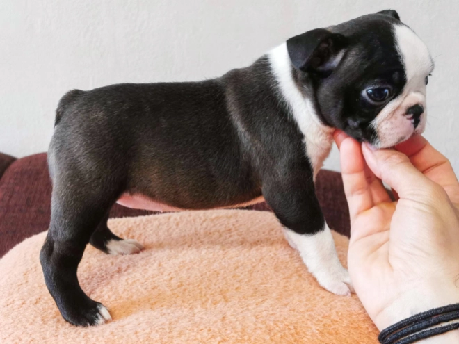 Boston Terrier Welpe kaufen
