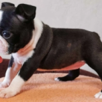 Becky, brindle and white Boston Terrier Welpen kaufen