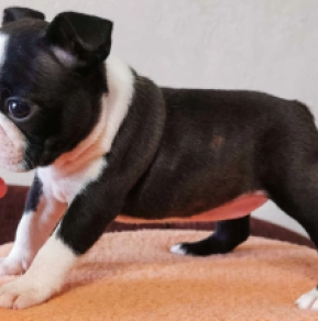 Boston Terrier Welpe kaufen