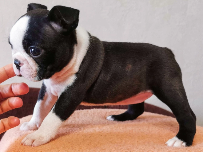 Boston Terrier Welpe kaufen