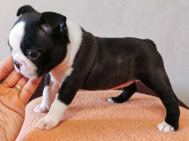 Boston Terrier Welpe kaufen