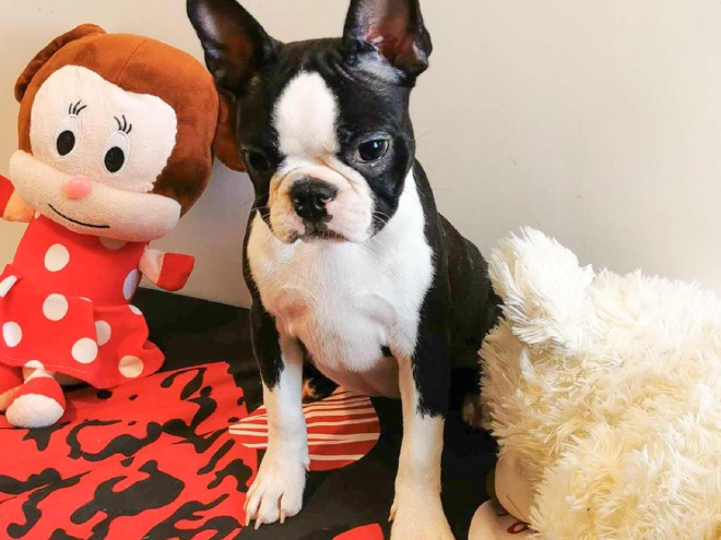 Perros Terrier de Boston en venta