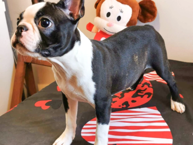 Perros Terrier de Boston en venta