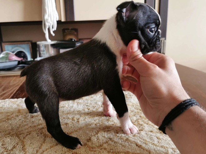 Boston Terrier Welpe kaufen