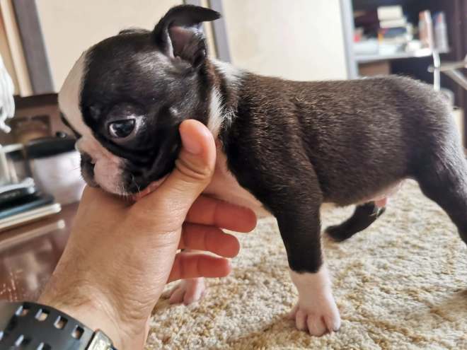 Boston Terrier Welpe kaufen