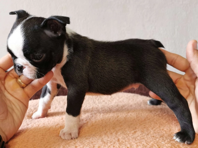 Boston Terrier Welpe kaufen