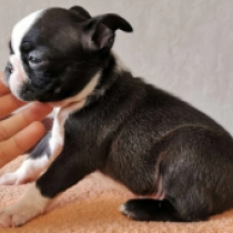 Bingo, brindle and white Boston Terrier Welpen kaufen