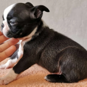 Boston Terrier Welpe kaufen