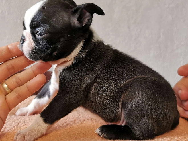 Boston Terrier Welpe kaufen
