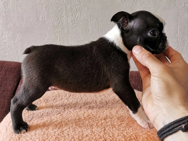 Boston Terrier Welpe kaufen
