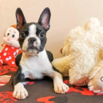 Black, brindle and white Boston Terrier Welpen kaufen