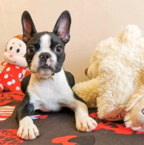 Perros Terrier de Boston en venta
