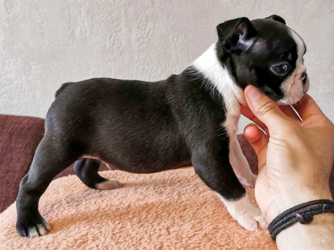 Perros Terrier de Boston en venta