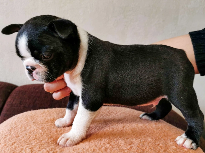 Perros Terrier de Boston en venta