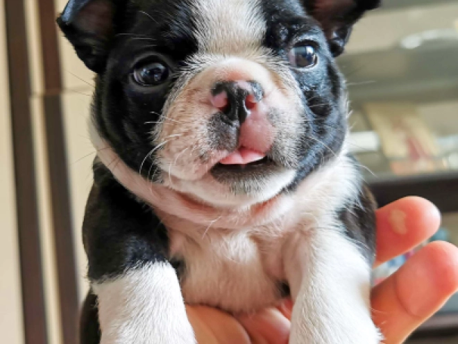 Perros Terrier de Boston en venta