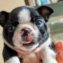 Black, brindle and white Boston Terrier Welpen kaufen
