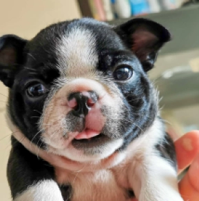 Boston Terrier Welpe kaufen