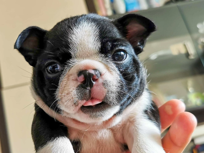 Perros Terrier de Boston en venta