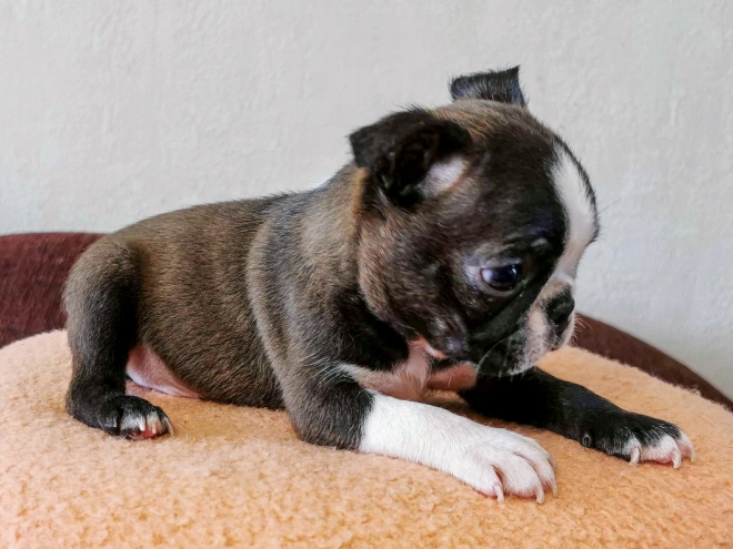 Boston Terrier Welpe kaufen