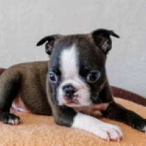 Brownie, brindle and white Boston Terrier Welpen kaufen