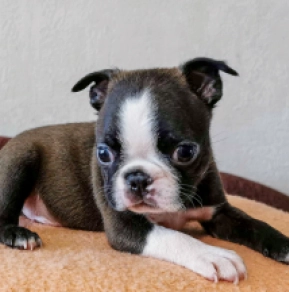 Boston Terrier Welpe kaufen