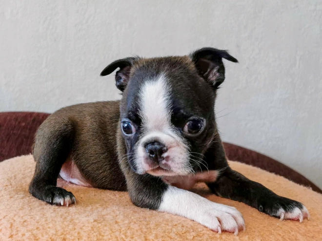 Boston Terrier Welpe kaufen