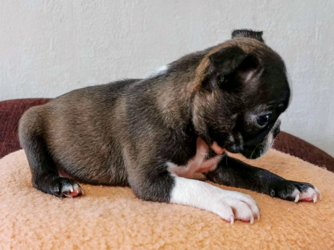 Boston Terrier Welpe kaufen