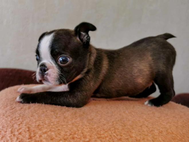 Boston Terrier Welpe kaufen