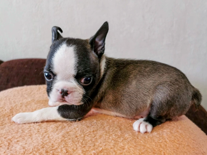 Boston Terrier Welpe kaufen