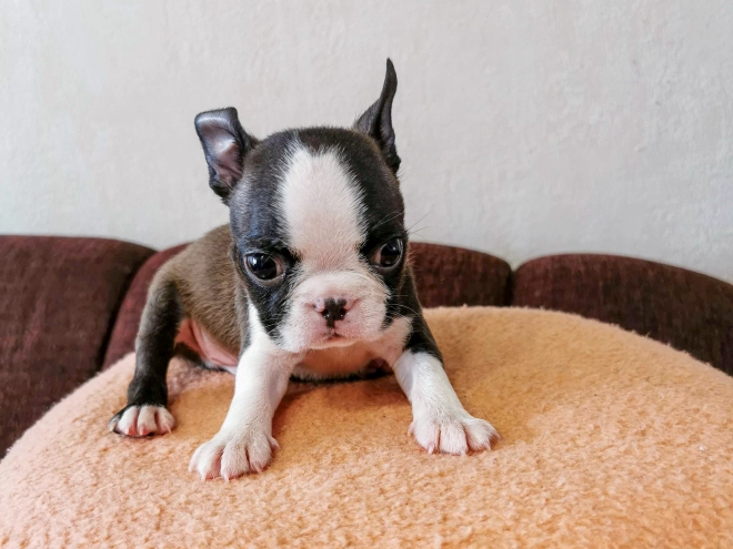 Boston Terrier Welpe kaufen