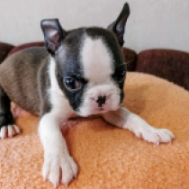 Bunny, brindle and white Boston Terrier Welpen kaufen